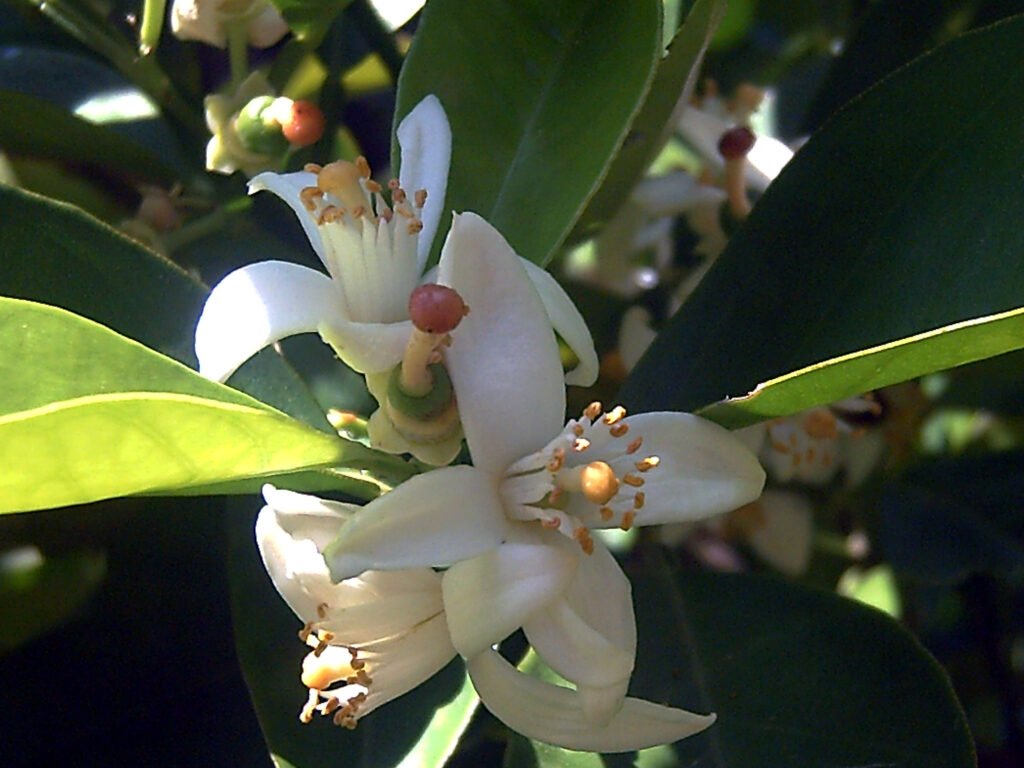Flores brancas de laranjeira, Citrus sinensis, entre folhas verdes