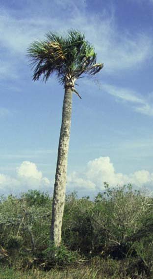 Palmeira-sabal, Sabal palmetto, com tronco alto e copa de folhas em leque